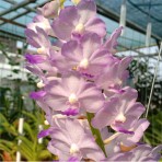 Vanda Maeklong Beauty Flowering Size